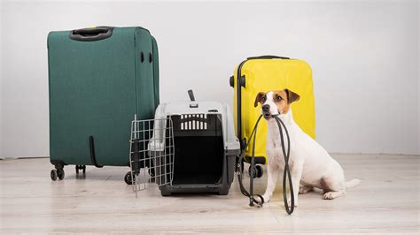 moving pets overseas